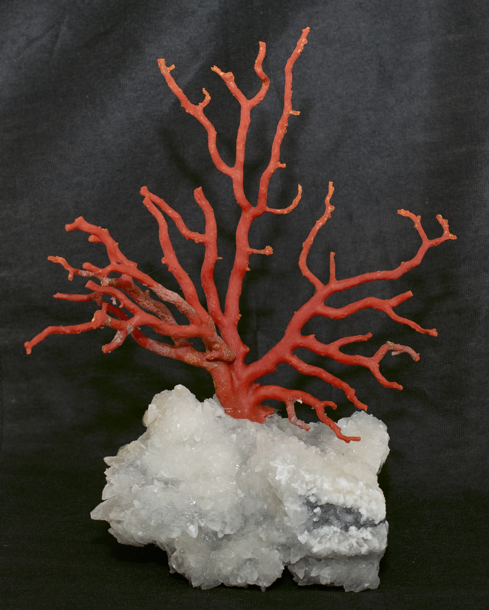 Mediterranean Red Coral Branch